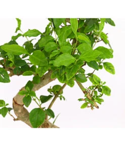 Bonsai Chinesischer Liguster - Ligustrum Sinensis, Anfänger-Set -Tepro Store 7977069 WE DE 001 GeschenksetBonsaiChinesischerLigusterLigustrumSinensis6JahreDehnerExpressHerzig