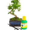 Bonsai Chinesischer Liguster - Ligustrum Sinensis, Anfänger-Set 2 Bonsai Chinesischer Liguster - Ligustrum Sinensis, Anfänger-Set -Tepro Store 7977069 WE FS 001 GeschenksetBonsaiChinesischerLigusterLigustrumSinensis6JahreDehnerExpressHerzig