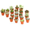 Mini Kakteen- & Sukkulenten-Set, Verschiedene Sorten, 20-teilig -Tepro Store 7977358 WE FS 001 MiniKakteenUndSukkulenten20erMixDehnerExpressHerzig