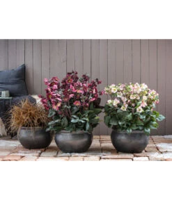 Schneerose 'Ice N' Roses® Red' - Helleborus Gold Collection® -Tepro Store 8028011 8010969 8044331 WE MO 001 HelleborusLenzroseChristroseBL17