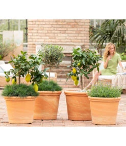 Spang Terrakotta-Topf Toscana, Rund -Tepro Store 8037780 7120942 8092108 3697612 WE MO 001 SpaetsommerTerrasseCitrusOliveLavandulaFestuca