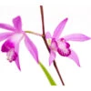 Dehner Japanorchidee - Gartenorchidee -Tepro Store 8049454 WE DE 001 JapanorchideeBletillaStriataT9DehnerExpressZS