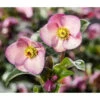 Schneerose 'Ice 'n' Roses® Early Rose' - Helleborus Gold Collection® -Tepro Store 8096093 WE MO 002 SchneeroseHelleborusEarlyRose