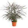 Fingeraralie - Schefflera Elegantissima -Tepro Store 8203150 WE FS 001 ScheffleraElegantissimaT13