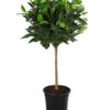 Australischer Feigenbaum 'Australis' 2 Australischer Feigenbaum 'Australis' -Tepro Store 8227829 PR FS 001 FicusAustralisStammT21DehnerExpressHerzig