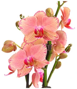 Schmetterlingsorchidee - Phalaenopsis Cultivars, Sonderfarben -Tepro Store 8240376 WE DE 001 SchmetterlingsorchideePhalaenopsisPiratePicotee2TrieberPremiumT12DehnerExpressHerzig
