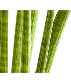 Bogenhanf - Sansevieria Cylindrica 'Straight' -Tepro Store 8241127 PR DE 001 SansevieriaCylindricaBogenhanfT17DehnerExpressHerzig