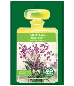 Duft-Traubenorchidee - Dendrobium Kingianum 'Berry' -Tepro Store 8250714 DuftorchideeBeryyOdaEtikett1