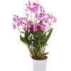 Duft-Traubenorchidee - Dendrobium Kingianum 'Berry' -Tepro Store 8250714 WE FS 001 DendrobiumBerryDuftT12OWDehnerExpressHerzig