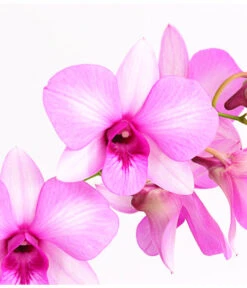 Dendrobium - Dendrobium Cultivaris, Verschiedene Sorten -Tepro Store 8250771 WE DE 002 DendrobiumSonderfarbenT12DehnerExpressHerzig