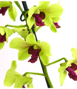 Dendrobium - Dendrobium Cultivaris, Verschiedene Sorten -Tepro Store 8250771 WE DE 003 DendrobiumSonderfarbenT12DehnerExpressHerzig