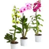 Dendrobium - Dendrobium Cultivaris, Verschiedene Sorten -Tepro Store 8250771 WE FS 001 DendrobiumSonderfarbenT12DehnerExpressHerzig