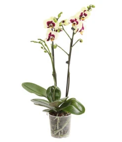 Schmetterlingsorchidee - Phalaenopsis Cultivars, Sonderfarben -Tepro Store 8253213 WE FS 001 SchmetterlingsorchideePhalaneopsisPanda2TrieberT12DehnerExpressHerzig