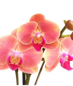 Schmetterlingsorchidee - Phalaenopsis Cultivars, Sonderfarben -Tepro Store 8253726 WE DE 001 SchmetterlingsorchideePhalaenopsisMarigold2TrieberDehnerExpressHerzig