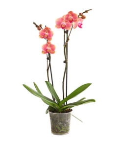 Schmetterlingsorchidee - Phalaenopsis Cultivars, Sonderfarben -Tepro Store 8253726 WE FS 001 SchmetterlingsorchideePhalaenopsisMarigold2TrieberDehnerExpressHerzig