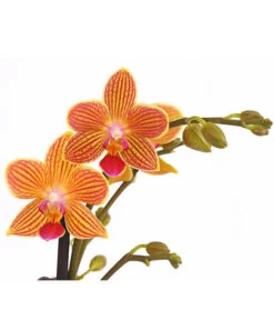 Schmetterlingsorchidee - Phalaenopsis Cultivars, Sonderfarben -Tepro Store 8254005 WE DE 001 SchmetterlingsorchideePhalaenopsisGoldstaffT12PremiumDehnerExpressHerzig