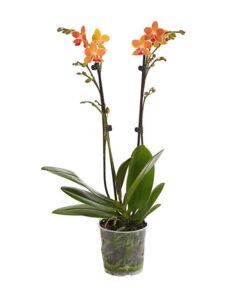 Schmetterlingsorchidee - Phalaenopsis Cultivars, Sonderfarben -Tepro Store 8254005 WE FS 001 SchmetterlingsorchideePhalaenopsisGoldstaffT12PremiumDehnerExpressHerzig
