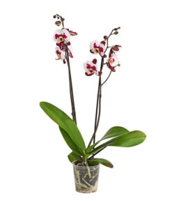 Schmetterlingsorchidee - Phalaenopsis Cultivars, Sonderfarben -Tepro Store 8254021 PR FS 001 SchmetterlingsorchideePhalaenopsisSonderfarben2TrieberDehnerExpressHerzig