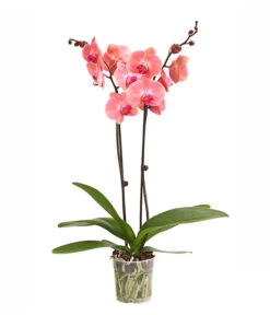 Schmetterlingsorchidee - Phalaenopsis Cultivars, Sonderfarben -Tepro Store 8254708 WE FS 001 OWSchmetterlingsorchideePhalaenopsisDutchDivaT12DehnerExpressHerzig