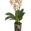 Duft-Schmetterlingsorchidee - Phalaenopsis Cultivaris 'Liodoro'