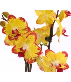 Schmetterlingsorchidee - Phalaenopsis Cultivars, Sonderfarben -Tepro Store 8256943 WE DE 001 SchmetterlingsorchideePhalaenopsisBeeStingT12PremiumDehnerExpressHerzig