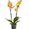 Schmetterlingsorchidee - Phalaenopsis Cultivars, Sonderfarben -Tepro Store 8256943 WE FS 001 SchmetterlingsorchideePhalaenopsisBeeStingT12PremiumDehnerExpressHerzig