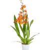 Cambria-Orchidee - Cambria-Hybride 'Catatanthe' -Tepro Store 8258451 PR FS 001 CambriaCatatanthe1TrieberT12DehnerExpressHerzig