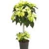Weihnachtsstern - Euphorbia Pulcherrima, Stämmchen -Tepro Store 8258899 we FS 001 PoinsettienStammWeissWeihnachtsstern