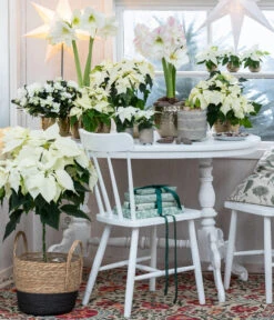 Weihnachtsstern - Euphorbia Pulcherrima, Stämmchen -Tepro Store 8260267 WE MO 001 WeihnachtsblueherEuphorbiaPulcherrima