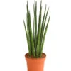 Bogenhanf - Sansevieria Cylindrica 'Mikado' -Tepro Store 8268799 WE FS 001 BogenhanfSansevierieSansevieriaMikadoT12DehnerExpressHerzig