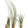 XXL Tillandsien-Set - Tillandsia Hybride, 3-teilig -Tepro Store 8270324 WE FS 001 TillandsienXXL3erSetDehnerExpressHerzig1