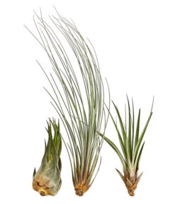 XXL Tillandsien-Set - Tillandsia Hybride, 3-teilig