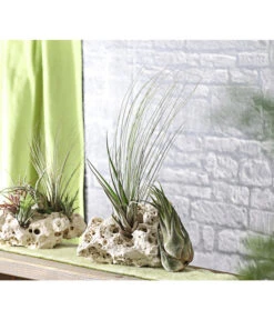 XXL Tillandsien-Set - Tillandsia Hybride, 3-teilig -Tepro Store 8270324 WE MO 001 TillandsienXXL3erSetDehnerExpressHerzig