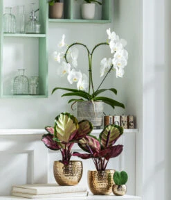 Dehner Beton-Übertopf Nola, Rund, Grau-kupfer -Tepro Store 8280505 WE MO 001 PhalaenopsisHerzT12