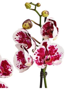 Schmetterlingsorchidee - Phalaenopsis Cultivars, Sonderfarben -Tepro Store 8283269 WE DE 002 SchmetterlingsorchideePhalaenopsisSparklingMoments2TrieberT12DehnerExpressHerzig