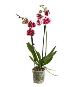 Schmetterlingsorchidee - Phalaenopsis Cultivars, Sonderfarben -Tepro Store 8283269 WE FS 001 SchmetterlingsorchideePhalaenopsisSparklingMoments2TrieberT12DehnerExpressHerzig