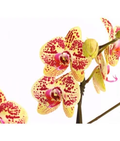 Schmetterlingsorchidee - Phalaenopsis Cultivars, Sonderfarben -Tepro Store 8283392 WE DE 001 SchmetterlingsorchideePhalaenosisTotalCool2TrieberT12OWDehnerExpressHerzig