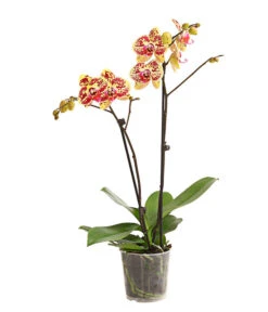 Schmetterlingsorchidee - Phalaenopsis Cultivars, Sonderfarben -Tepro Store 8283392 WE FS 001 SchmetterlingsorchideePhalaenosisTotalCool2TrieberT12OWDehnerExpressHerzig
