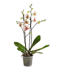 Schmetterlingsorchidee - Phalaenopsis Cultivars, Sonderfarben -Tepro Store 8283400 WE FS 001 SchmetterlingsorchideePhalaenopsisGoodTimes2TrieberPremiumDehnerExpressHerzig