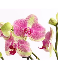 Schmetterlingsorchidee - Phalaenopsis Cultivars, Sonderfarben -Tepro Store 8283475 WE DE 001 SchmetterlingsorchideePhalaenopsisMarshmellow2TrT12DehnerExpressHerzig