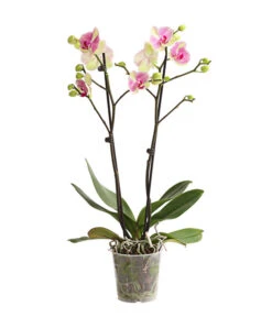 Schmetterlingsorchidee - Phalaenopsis Cultivars, Sonderfarben -Tepro Store 8283475 WE FS 001 SchmetterlingsorchideePhalaenopsisMarshmellow2TrT12DehnerExpressHerzig
