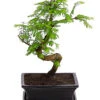 Outdoor-Bonsai Urweltmammutbaum - Metasequoia Glyptostroboides -Tepro Store 8286205 PR FS 001 UrweltmammutbaumMetasequoiaT20DehnerExpressHerzig
