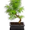 Outdoor-Bonsai Goldlärche - Pseudolarix Amabilis -Tepro Store 8286221 PR FS 001 LaercheLarixSFormOhneSchaleT15DehnerExpressHerzig