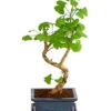 Outdoor-Bonsai Ginkgobaum - Ginkgo Biloba -Tepro Store 8286254 PR FS 001 GinkoBilobaT20DehnerExpressHerzig