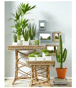 Bogenhanf - Sansevieria Cylindrica 'Mikado' -Tepro Store 8297434 PR MO 002 KakteenSukkulentenBild1BL14 8268799 8241077 8267692 8679631 8673881 8239691 8739039