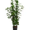 Lorbeer-Feige - Ficus Microcarpa 'Moclame', Hydrokultur 2 Lorbeer-Feige - Ficus Microcarpa 'Moclame', Hydrokultur -Tepro Store 8416927 WE FS 001 FicusMicrocarpaMoclameHydroT18 19BirkenfeigeDehnerExpressHerzig