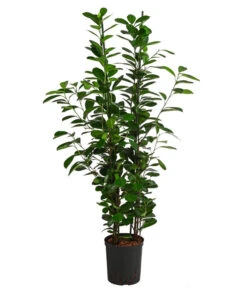 Lorbeer-Feige - Ficus Microcarpa 'Moclame', Hydrokultur