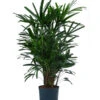 Steckenpalme - Rhapis Excelsa, Hydrokultur -Tepro Store 8425605 WE FS 001 RhapisExcelsa22 19H100