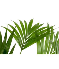 Kentia-Palme, Howea Forsteriana, Hydrokultur -Tepro Store 8462152 PR DE 001 HoweaForsterianaKentiapalmeHydroT18T19DehnerExpressHerzig
