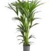 Kentia-Palme, Howea Forsteriana, Hydrokultur -Tepro Store 8462152 PR FS 001 HoweaForsterianaKentiapalmeHydroT18T19DehnerExpressHerzig